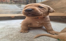 Labrador Retriever dogs for sale: 1 BOY LEFT!! Fox Red Labrador - Working Lines - Image 16