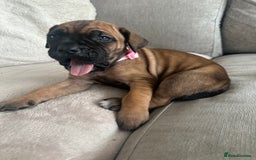 Cane Corso dogs for sale: Pure breed cane corso  - Image 8