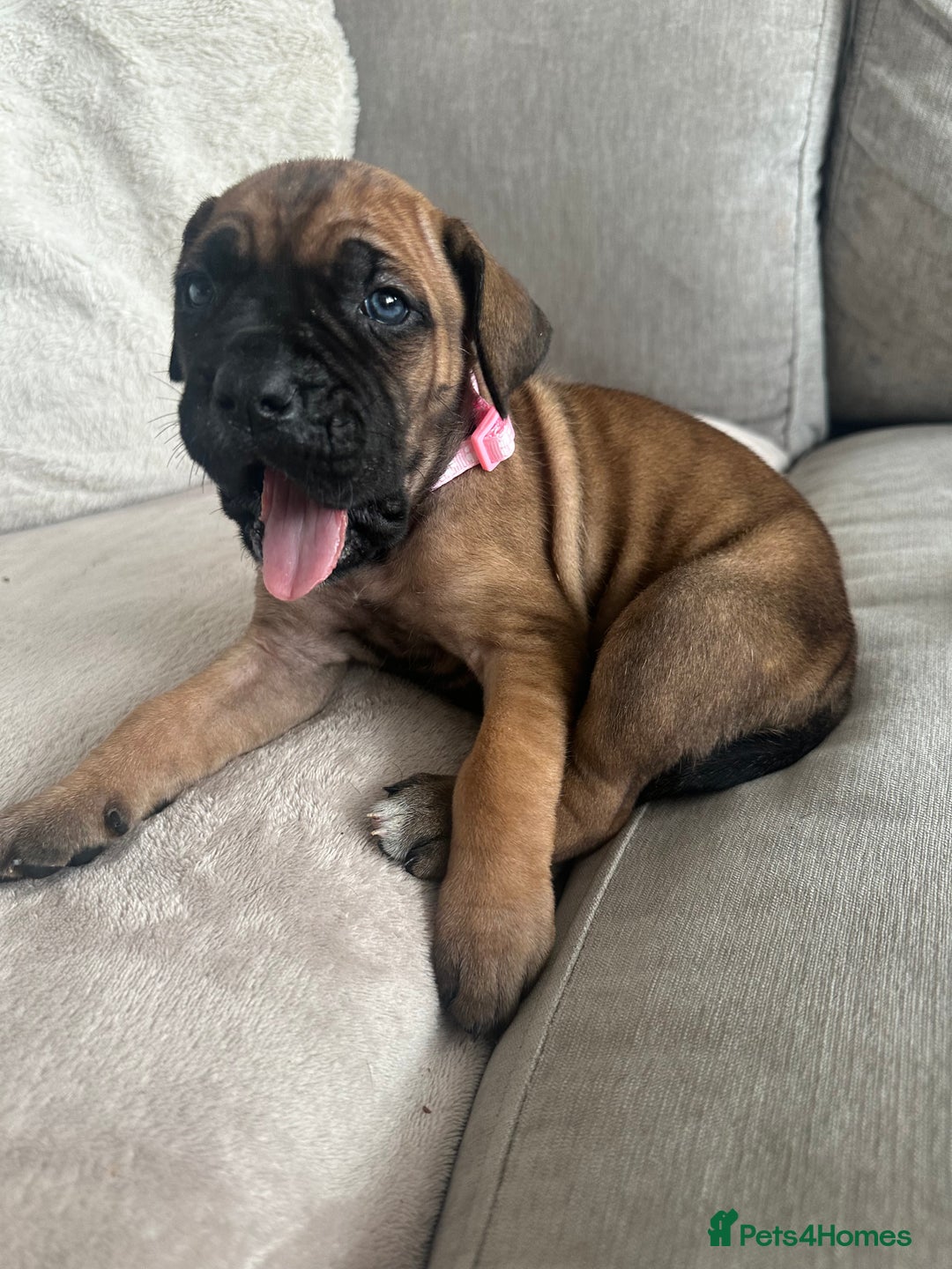 Cane Corso dogs for sale: Pure breed cane corso  - Image 8