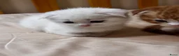 Scottish Fold cats for sale: Scottish Fold & Straight kittens  - Advert 15