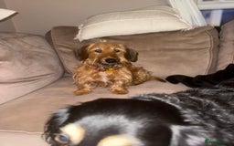 Miniature Dachshund dogs for sale: Wired Hair Miniature Dachshund For Rehomimg   - Advert 4