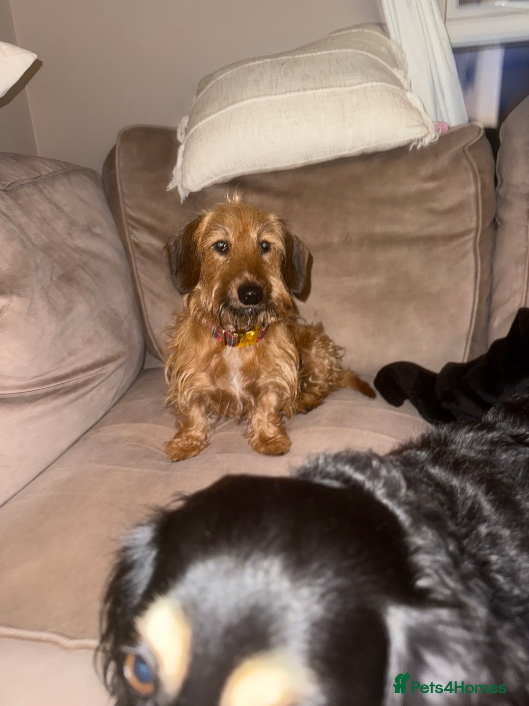 Miniature Dachshund dogs for sale: Wired Hair Miniature Dachshund For Rehomimg   - Advert 4