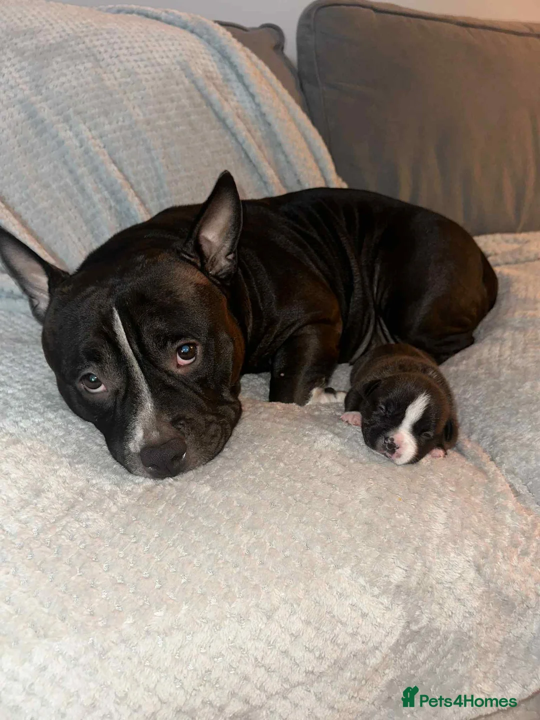 American Bully dogs for sale: American Pocket Bullys Female  in Ashford - Advert 3