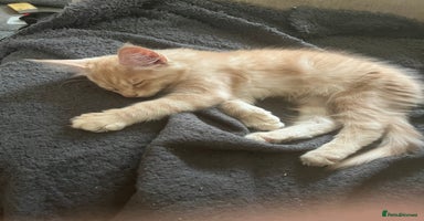 Maine Coon cats - Advert 10