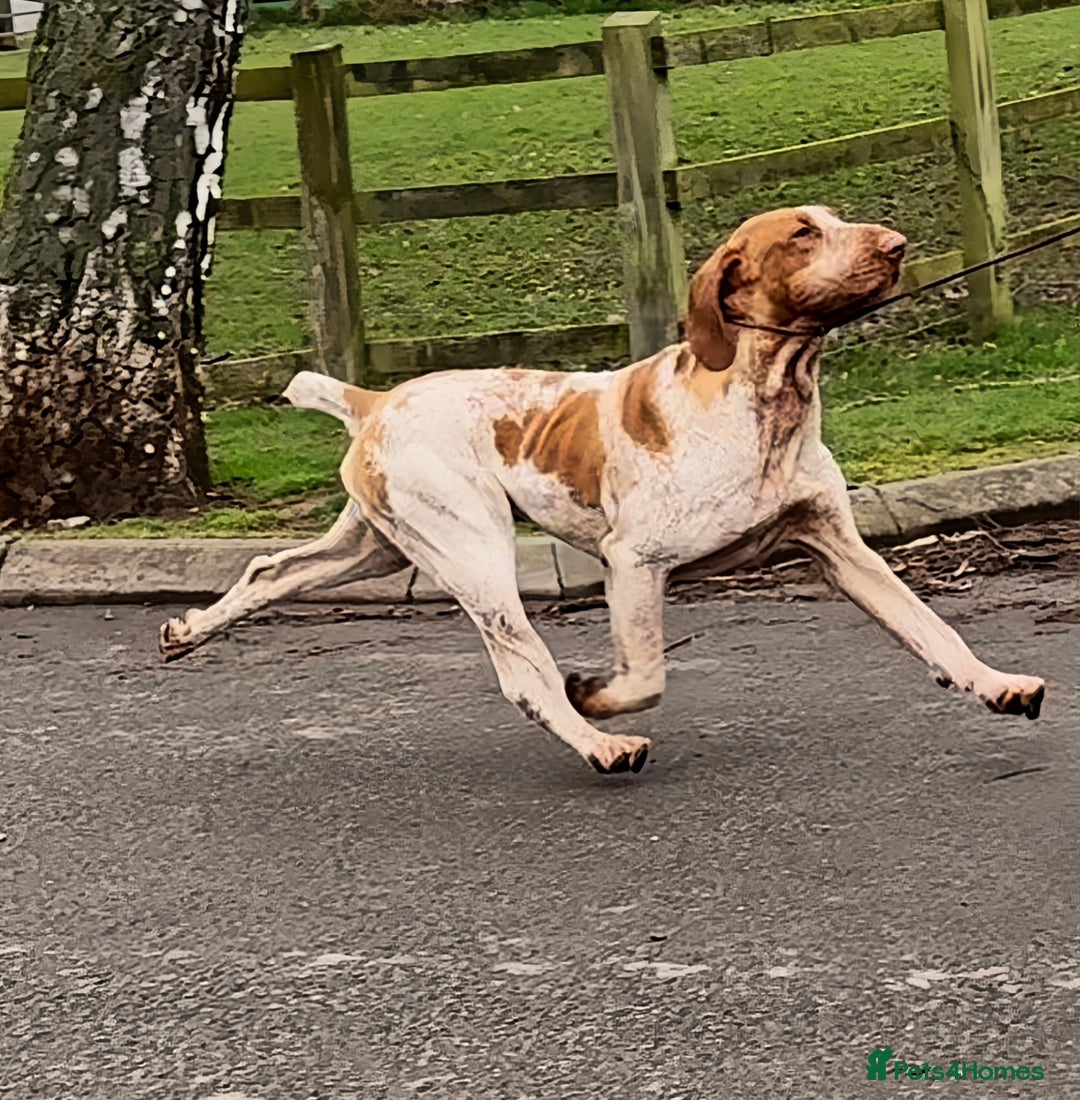Bracco Italiano dogs for sale: KC TOP QUALITY BRACCO PUP AVAILABLE  - Advert 35