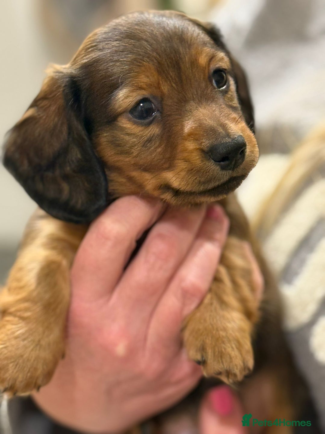 Miniature Dachshund dogs for sale:  Long haired miniature dachshund litter  - Advert 2