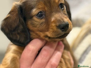 Miniature Dachshund dogs Long haired miniature dachshund litter - Advert 7