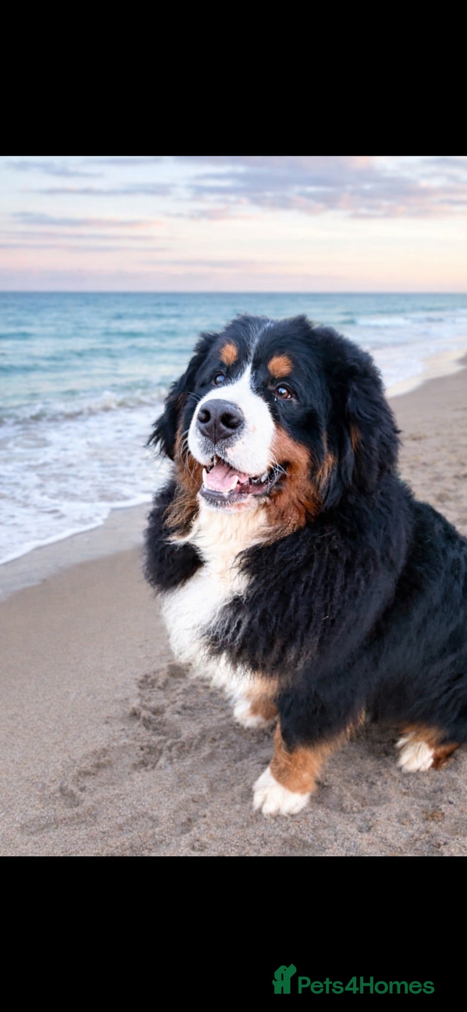 Bernese Mountain Dog dogs for stud: Outstanding Bernese mountain dog STUD - Advert 2