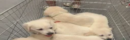 Golden Retriever dogs for sale: 6 golden retriever puppies ready for a new home - Advert 6