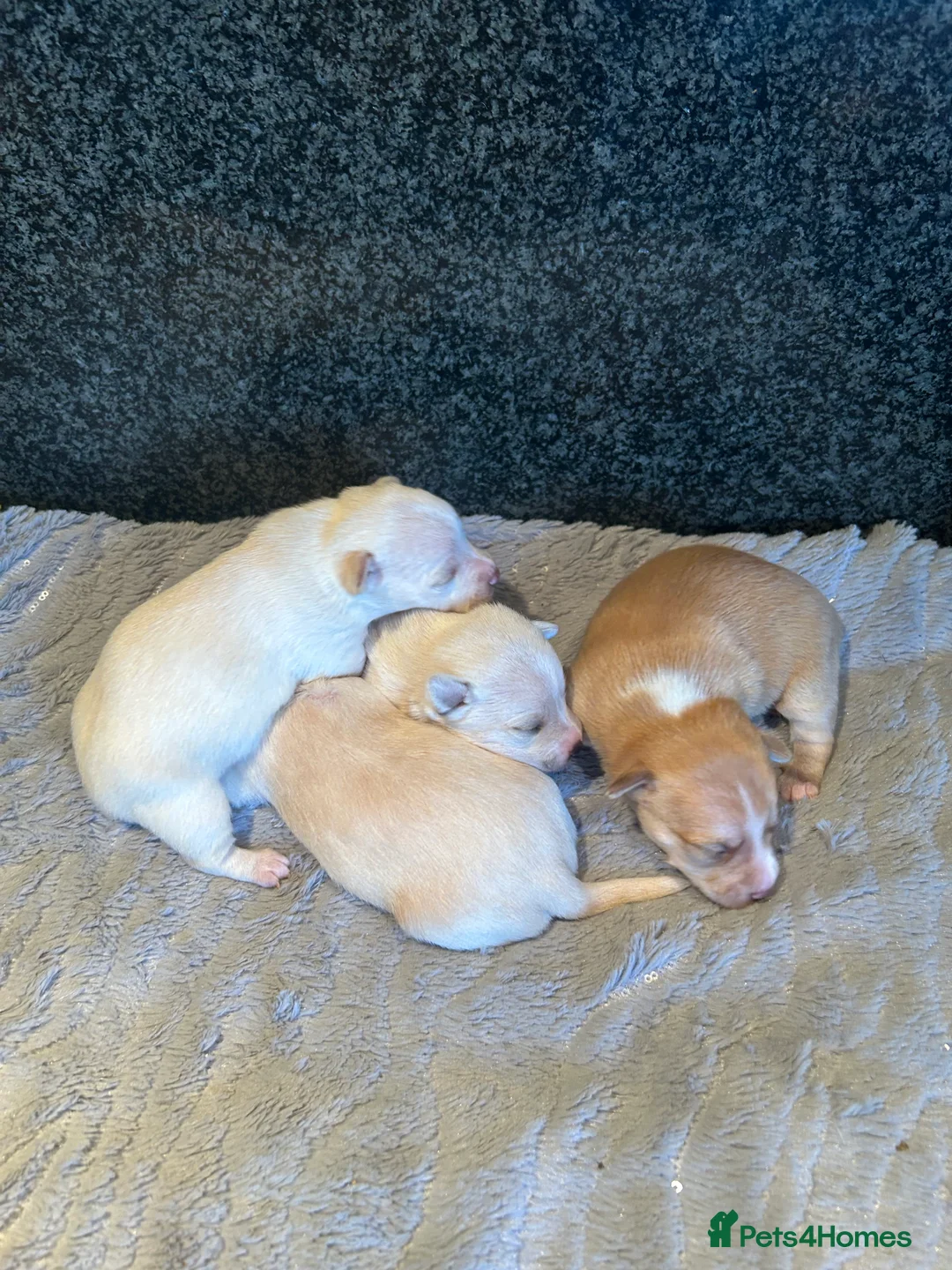 Chihuahua dogs for sale: Four beautiful chihuahua puppies  - Advert 7