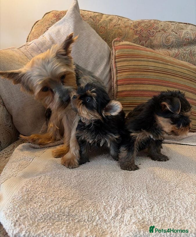Yorkshire Terrier dogs Tiny  **  Yorkshire Terrier Pups Ready for Love - Advert 16