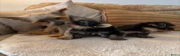 Yorkshire Terrier dogs for sale: Tiny  **  Yorkshire Terrier Pups Ready for Love in Birmingham - Advert 1