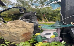 Netherland Dwarf rabbits for sale: Still available pedigree mini lop sisters 12/10/25 - Image 5