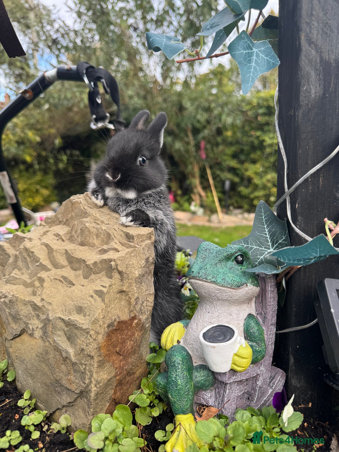 Netherland Dwarf rabbits for sale: Still available pedigree mini lop sisters 12/10/25 - Image 5