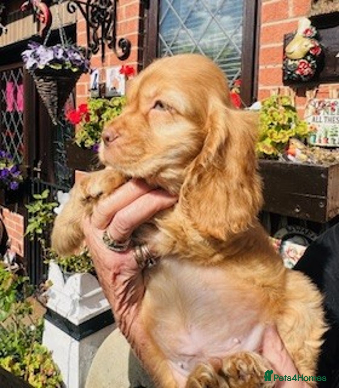 Cocker Spaniel dogs for sale: lyncham cocker spaniels - Image 3
