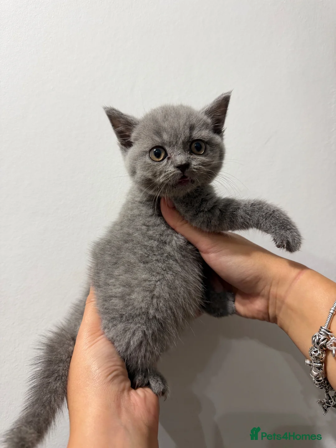 British Shorthair cats for sale: British shorthair blue kittens ready today!  in Hatfield - Advert 5