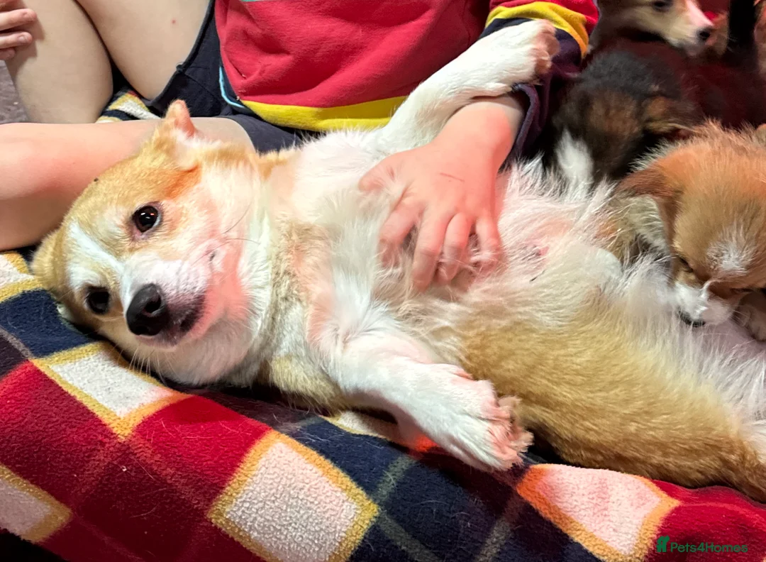 Welsh Corgi Pembroke dogs for sale: Champion bloodlines on both sides, great with kids - Advert 9