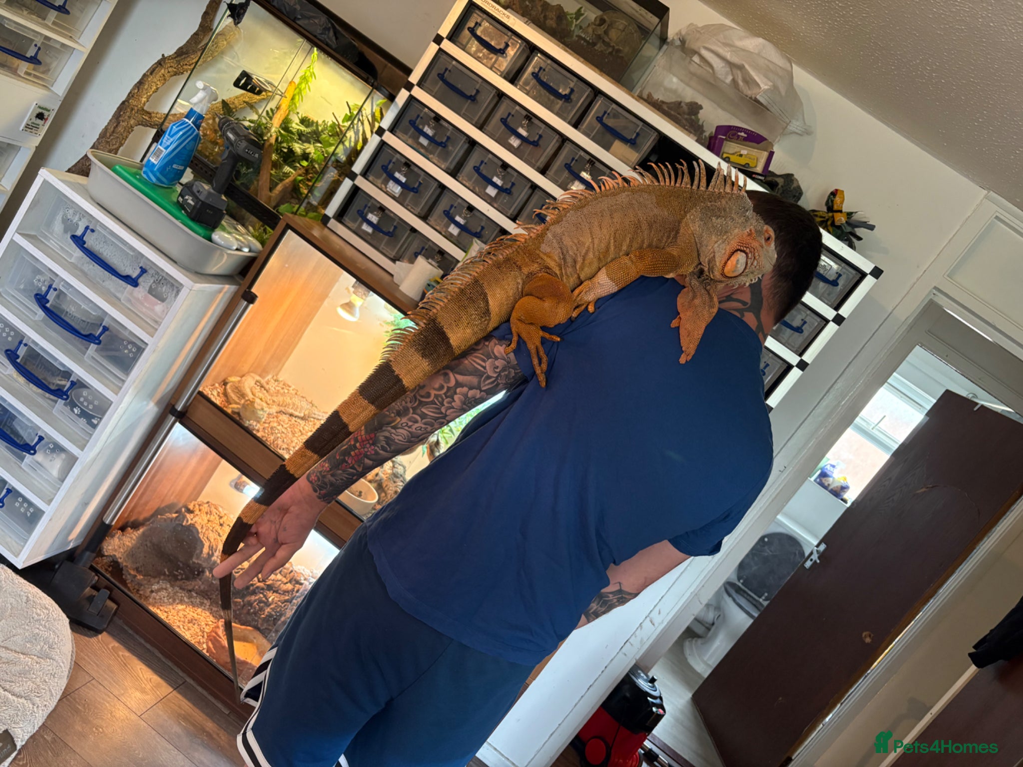 Iguana reptiles 7 year old male red iguana  - Advert 2