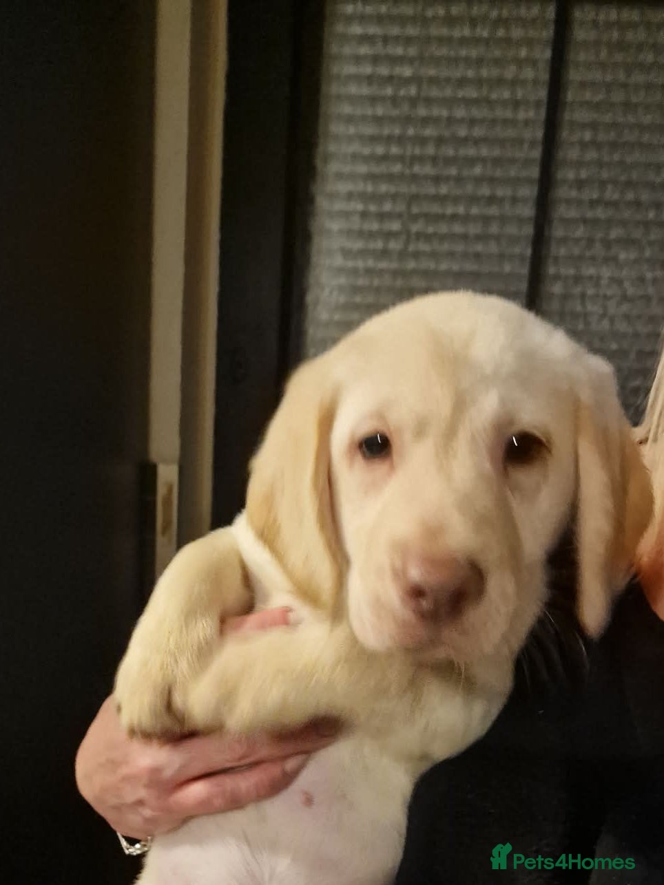 Labradoodle dogs Beautful labradoodle puppies available for sale  - Advert 6