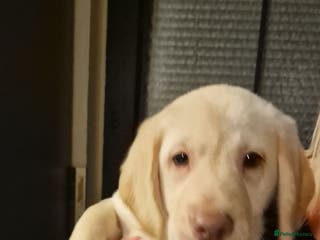 Labradoodle dogs Beautful labradoodle puppies available for sale - Advert 6