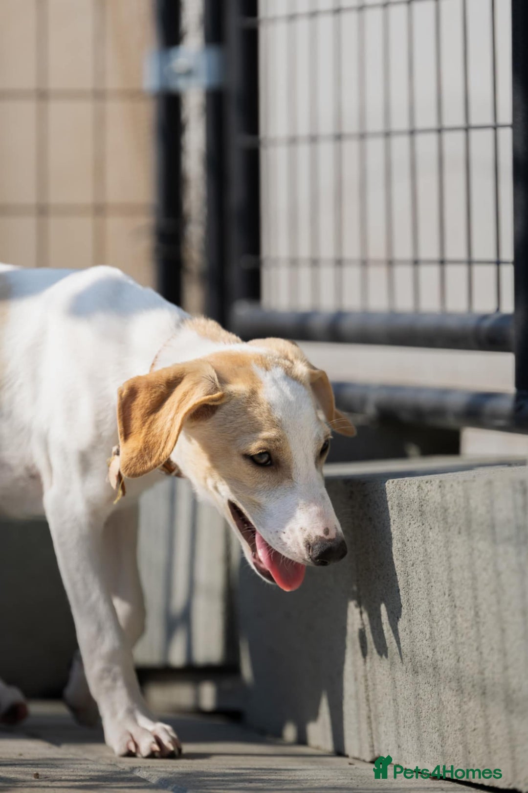 Mixed Breed dogs for adoption: Lulu The Sweet Soul Looking for Her Forever Home - Image 11