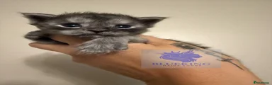 Maine Coon Kitten 2