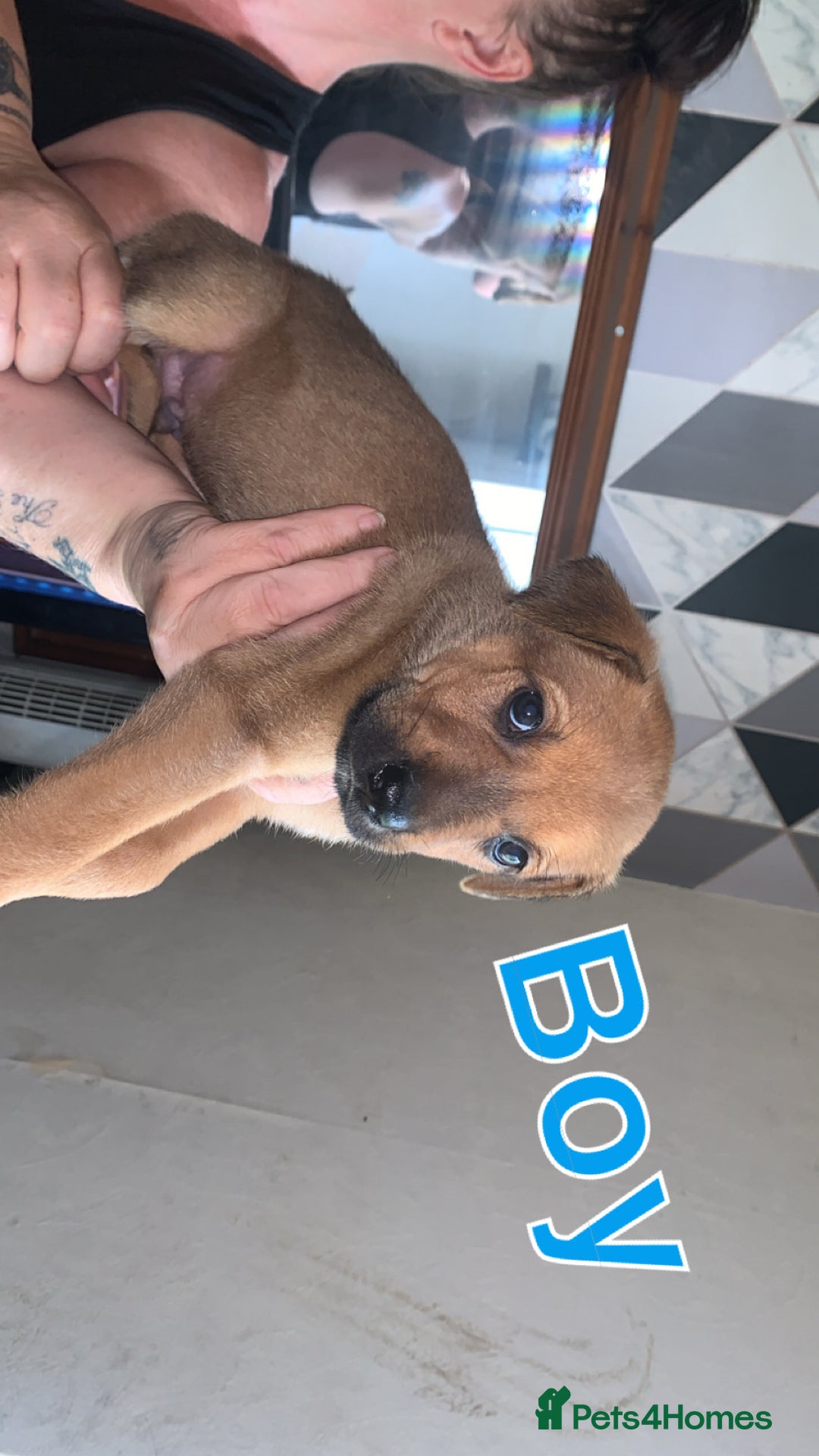 Mixed Breed dogs for sale: German Shepherd x Staffy  - Image 3