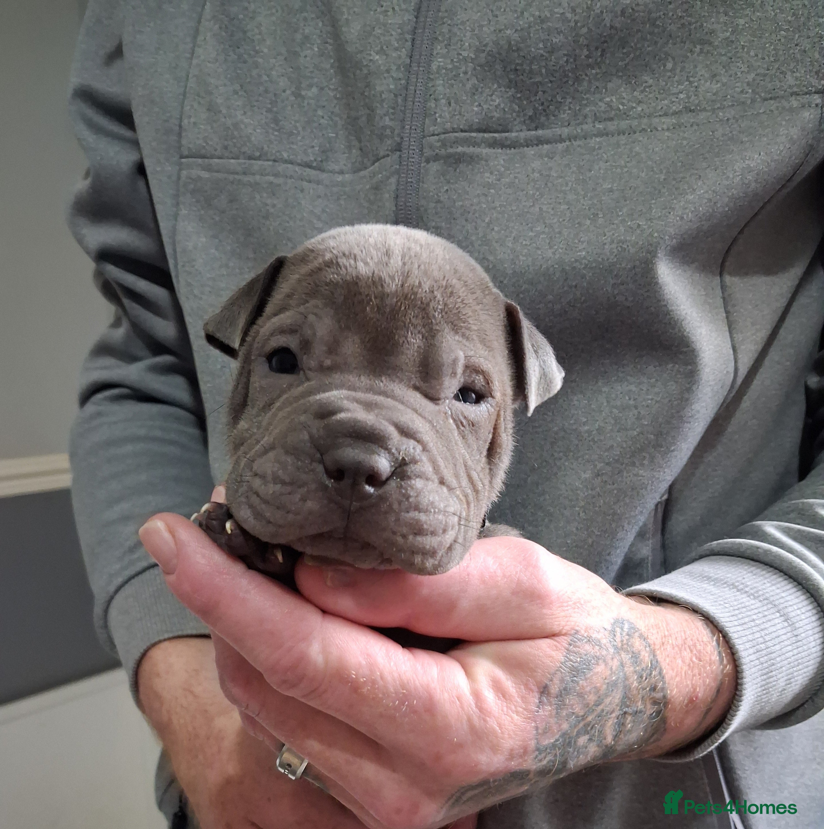 Staffordshire Bull Terrier dogs Blue staffy x sharpei  - Advert 19