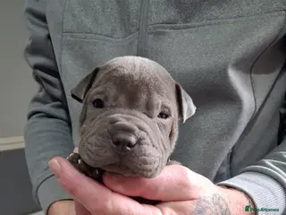 Staffordshire Bull Terrier dogs Blue staffy x sharpei - Advert 19
