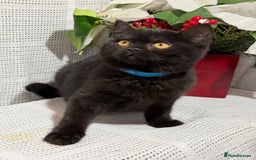 British Shorthair cats for sale: Adorable British shorthair kittens TICA - Image 14