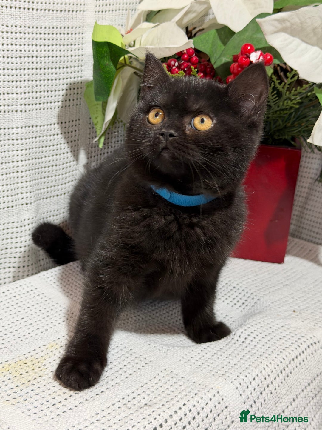 British Shorthair cats for sale: Adorable British shorthair kittens TICA - Image 14