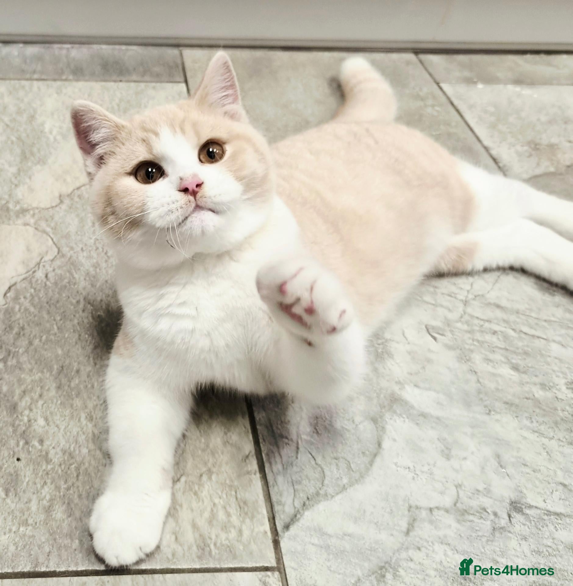 British Shorthair cats for sale: Available now gorgeous purr machines  - Advert 7