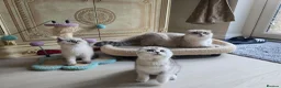 Scottish Fold cats for sale: Scottish fold kittens 😸  - Advert 5