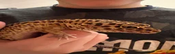 Leopard Gecko reptiles for sale: Baby Leopard Geckos - Advert 3