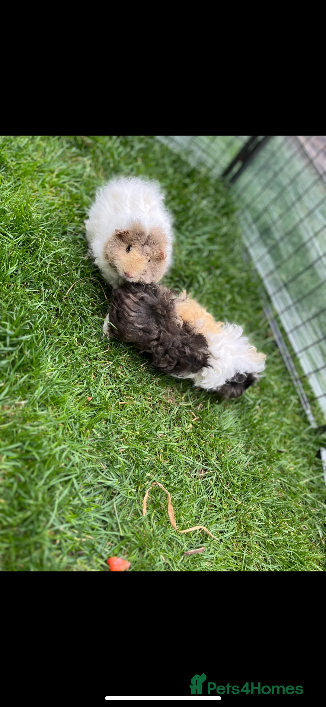Guinea Pig rodents for sale: X3 sow guinea pigs looking for homes  - Advert 3