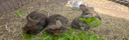 Mini Lion Lop rabbits for sale: 4 male lion lops  - Advert 1