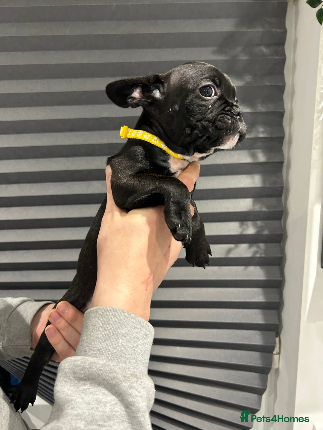 French Bulldog dogs for sale: French Bulldog Puppies for sale  - Advert 13