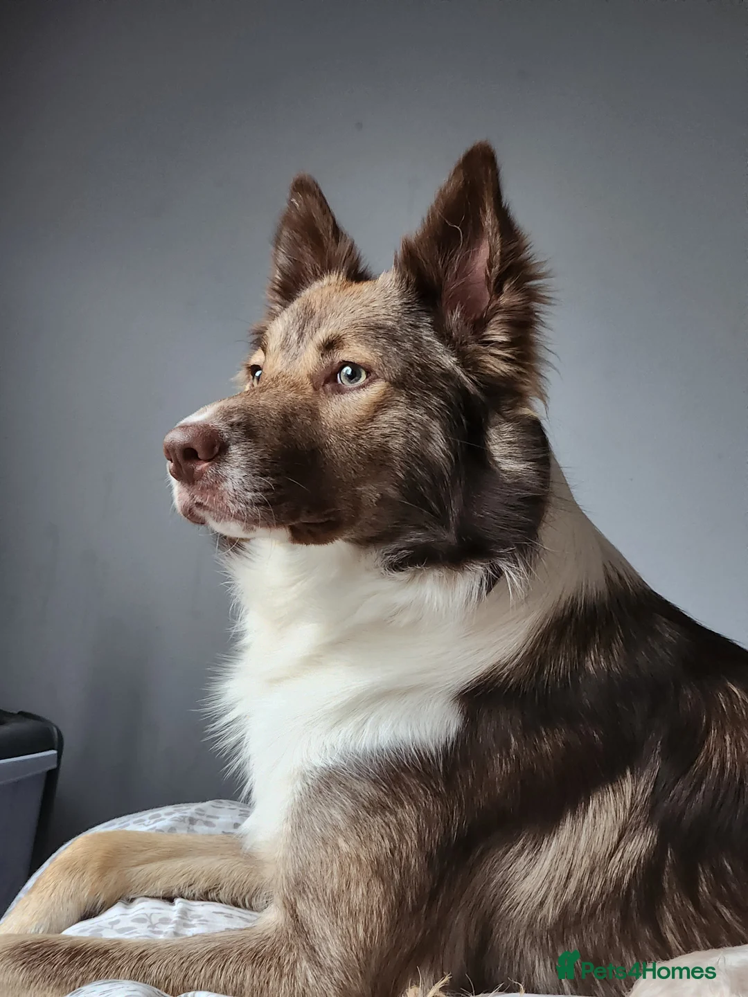 Mixed Breed dogs for sale: ☀️🌙Waiting list open🌙☀️ - Advert 7