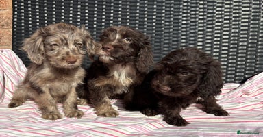 Cockapoo dogs - Advert 4