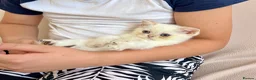 British Shorthair cats for sale: 🐾 Purebred Golden BSH kittens 🐾  in Leeds - Advert 14