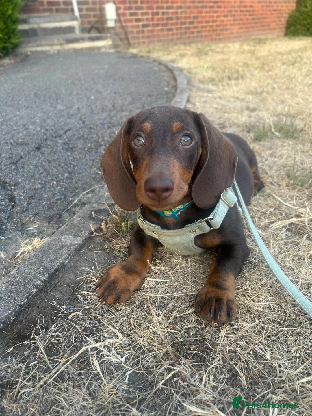 Dachshund dogs for sale: Male Minature Dachshund - Advert 1