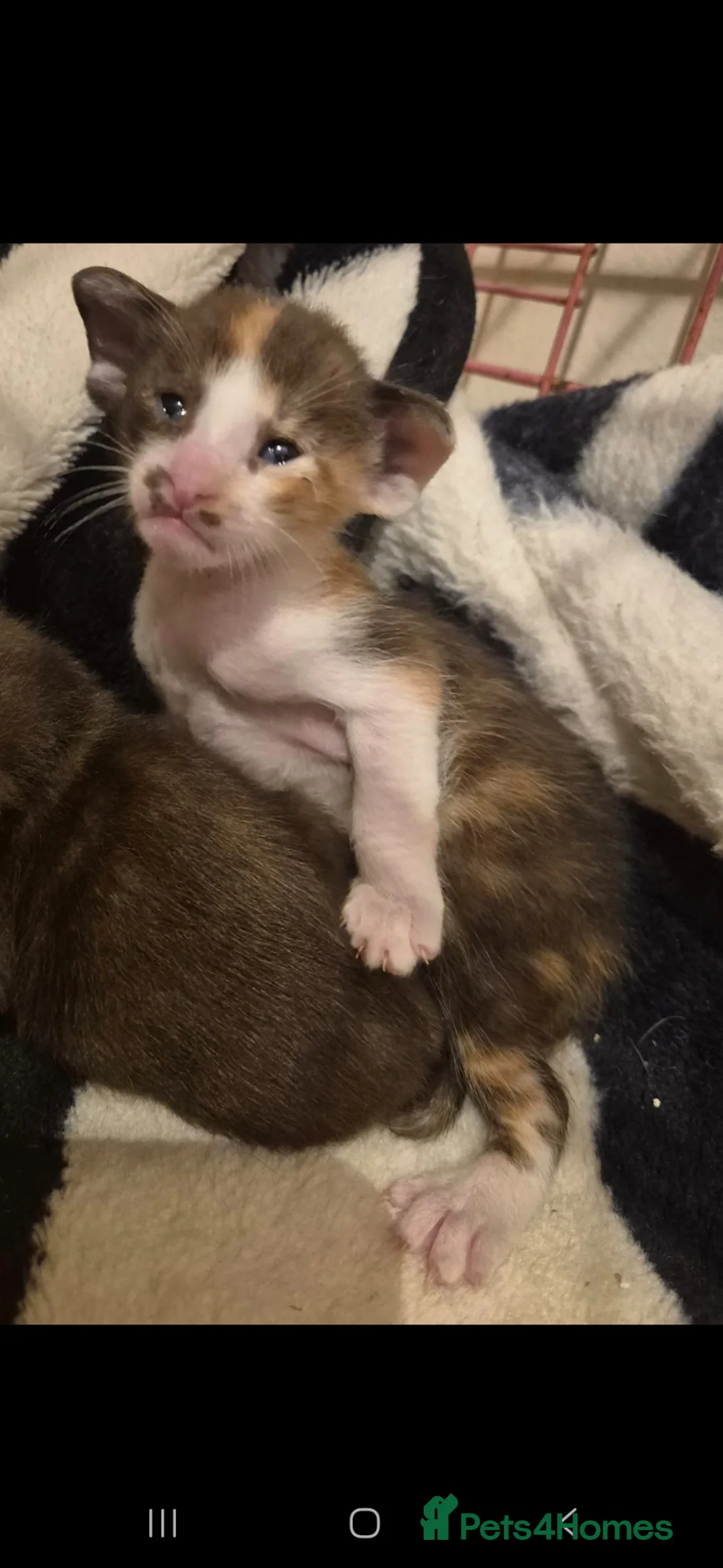 Oriental cats for sale: Pedigree Oriental kittens  - Advert 1