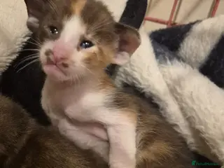 Oriental cats Pedigree Oriental kittens - Advert 1