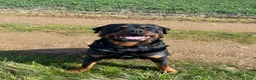Rottweiler dogs for sale: Rottweiler Puppies For Sale - Advert 1
