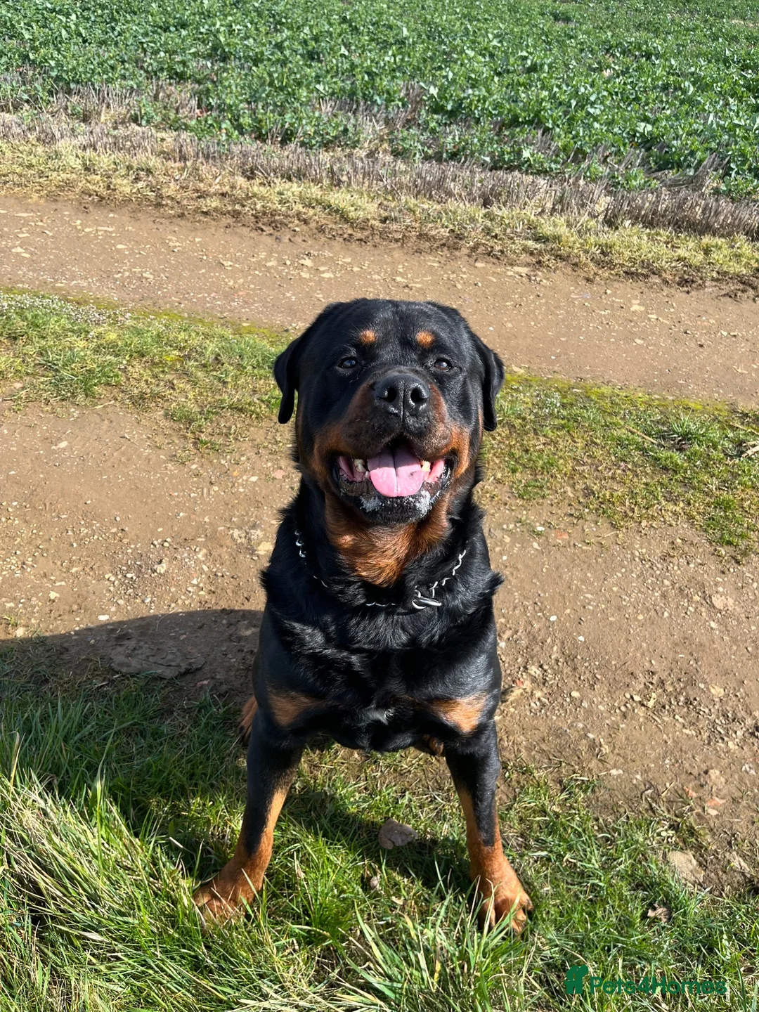 Rottweiler dogs for sale: Rottweiler Puppies For Sale - Advert 1