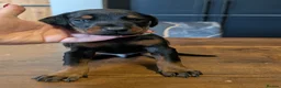Dobermann dogs for sale: doberman puppies - ready this week 🐾 - Advert 23