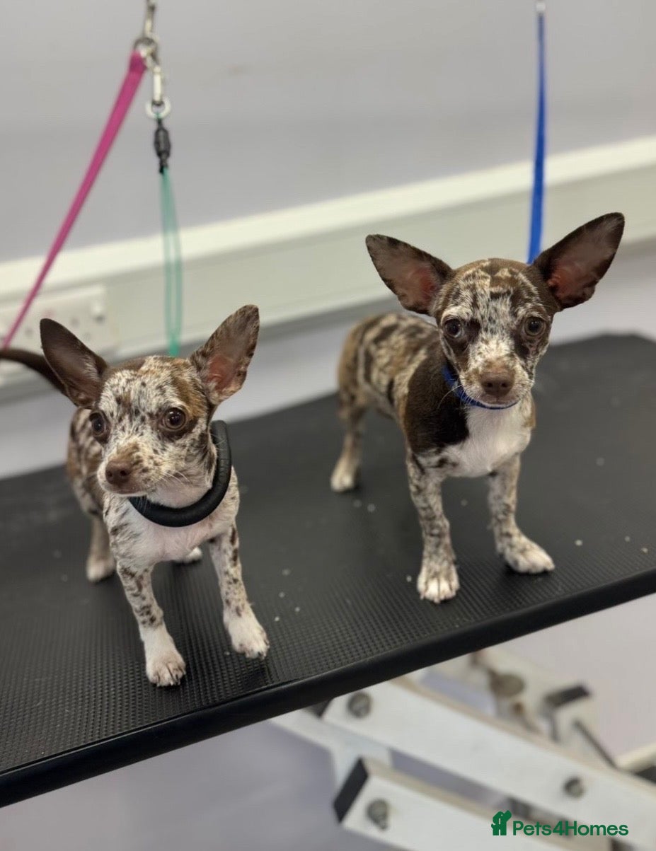 Chihuahua dogs for sale: Merle Chihuahua Puppies  - Advert 1