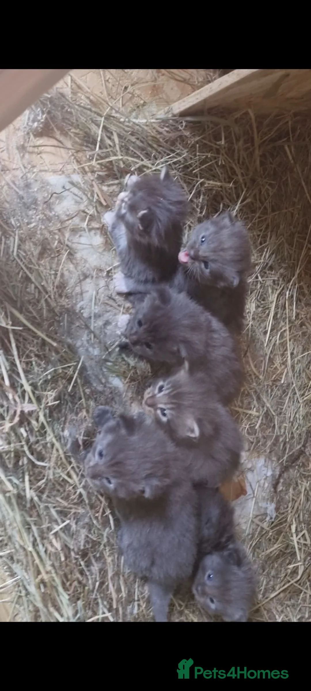 Maine Coon cats for stud: Fluffballs Alberto Main Coon Studd in Chester - Advert 5