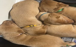 Labrador Retriever dogs for sale: KC Reg Health Tested Fox Reds Working Lines 4 Gen - Image 18