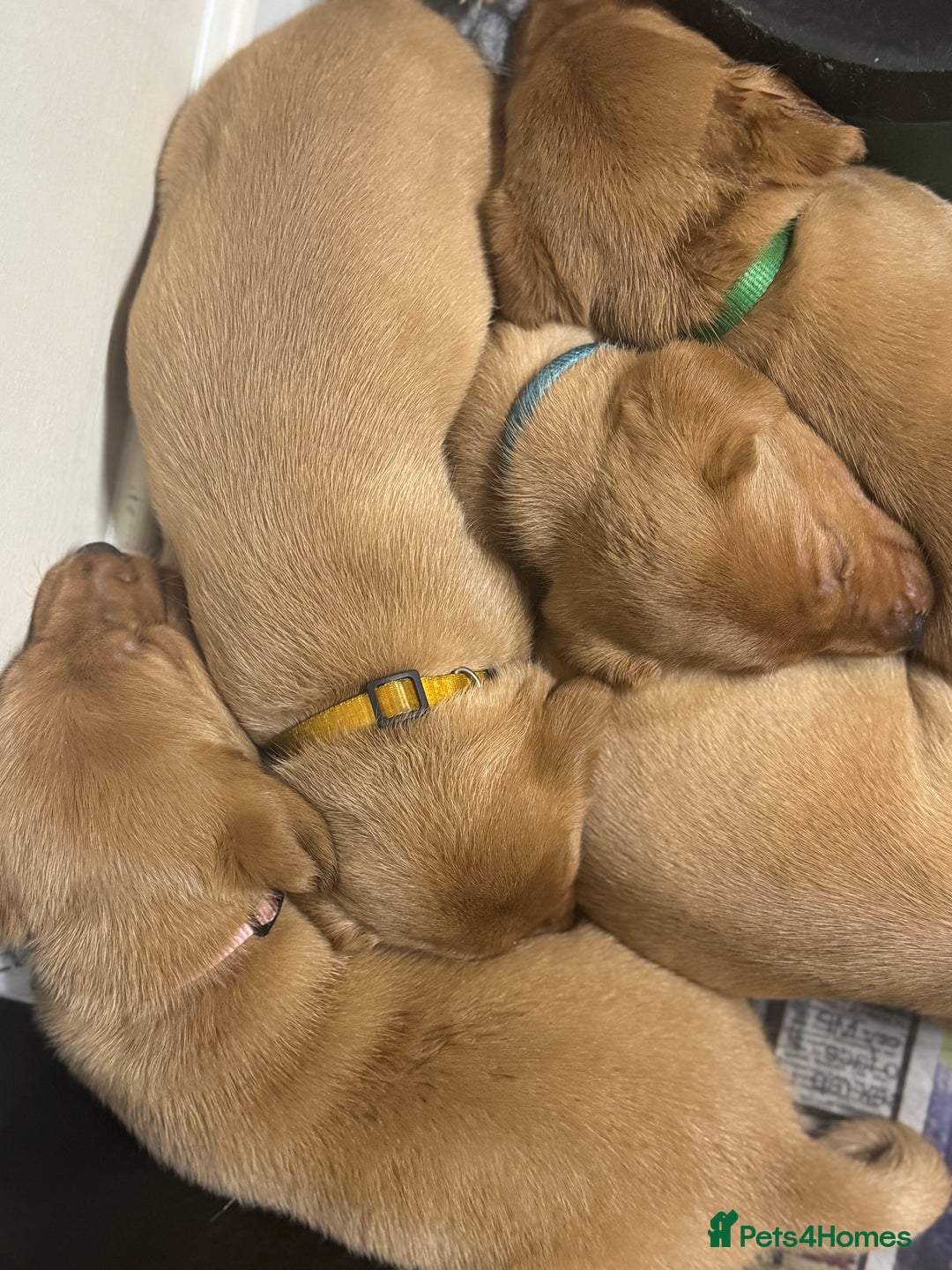 Labrador Retriever dogs for sale: KC Reg Health Tested Fox Reds Working Lines 4 Gen - Image 18